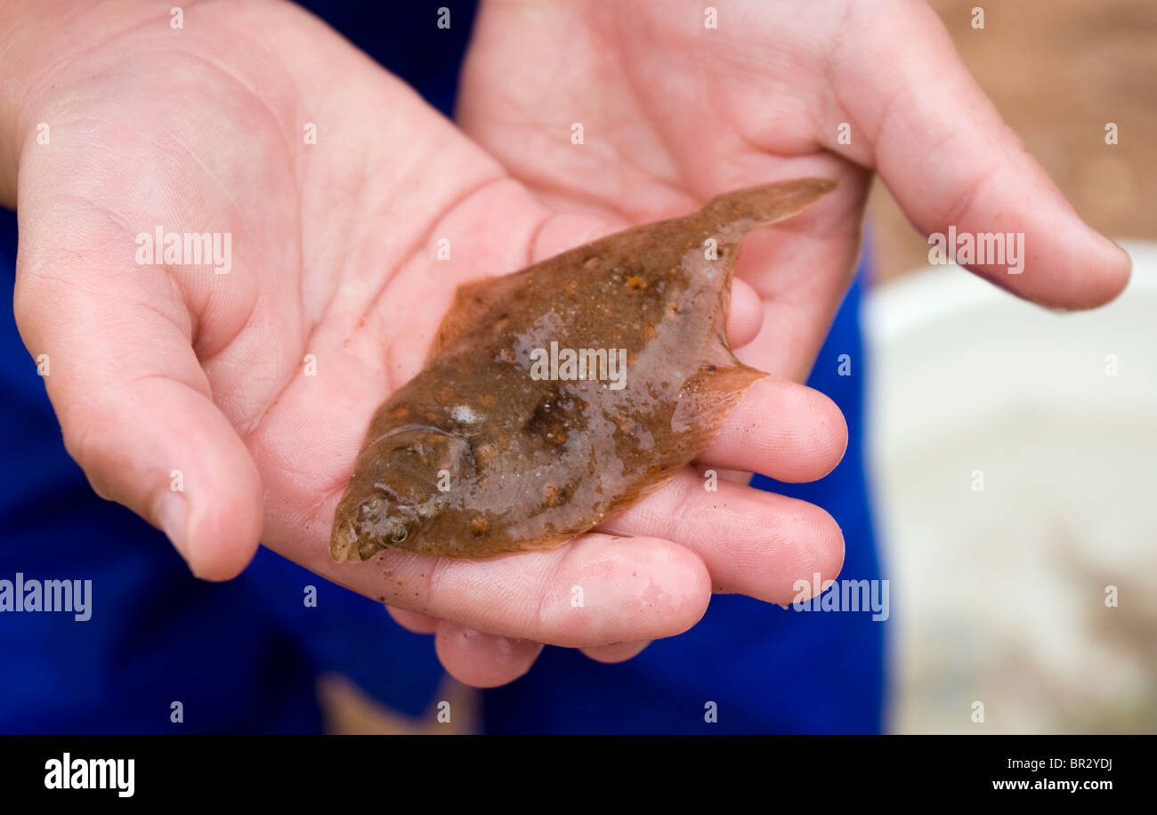 a-child-holds-a-juvenile-plaice-in-her-hands-BR2YDJ.jpg