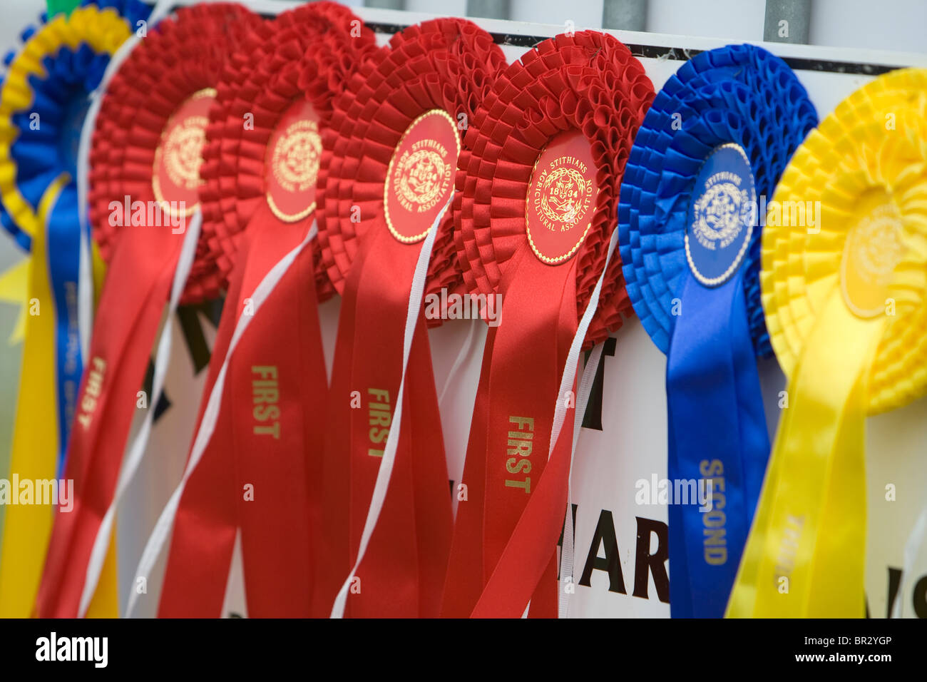 Rosettes forna prize winning sheep at The Stithians Agricultural Show, Cornwall. Stock Photo