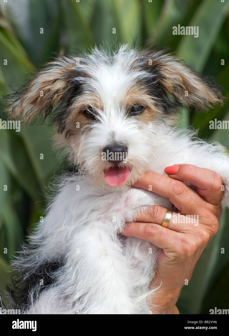 Do Puppies Hump At 8 Weeks