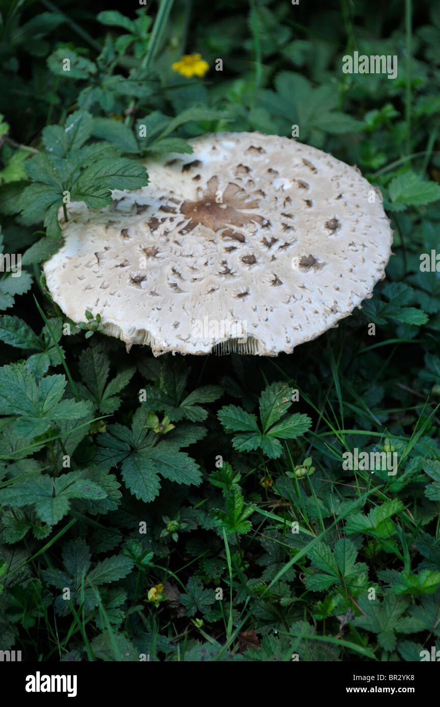 Fungi, shaggy parasol mushroom  Macrolepiota rhacodes Stock Photo