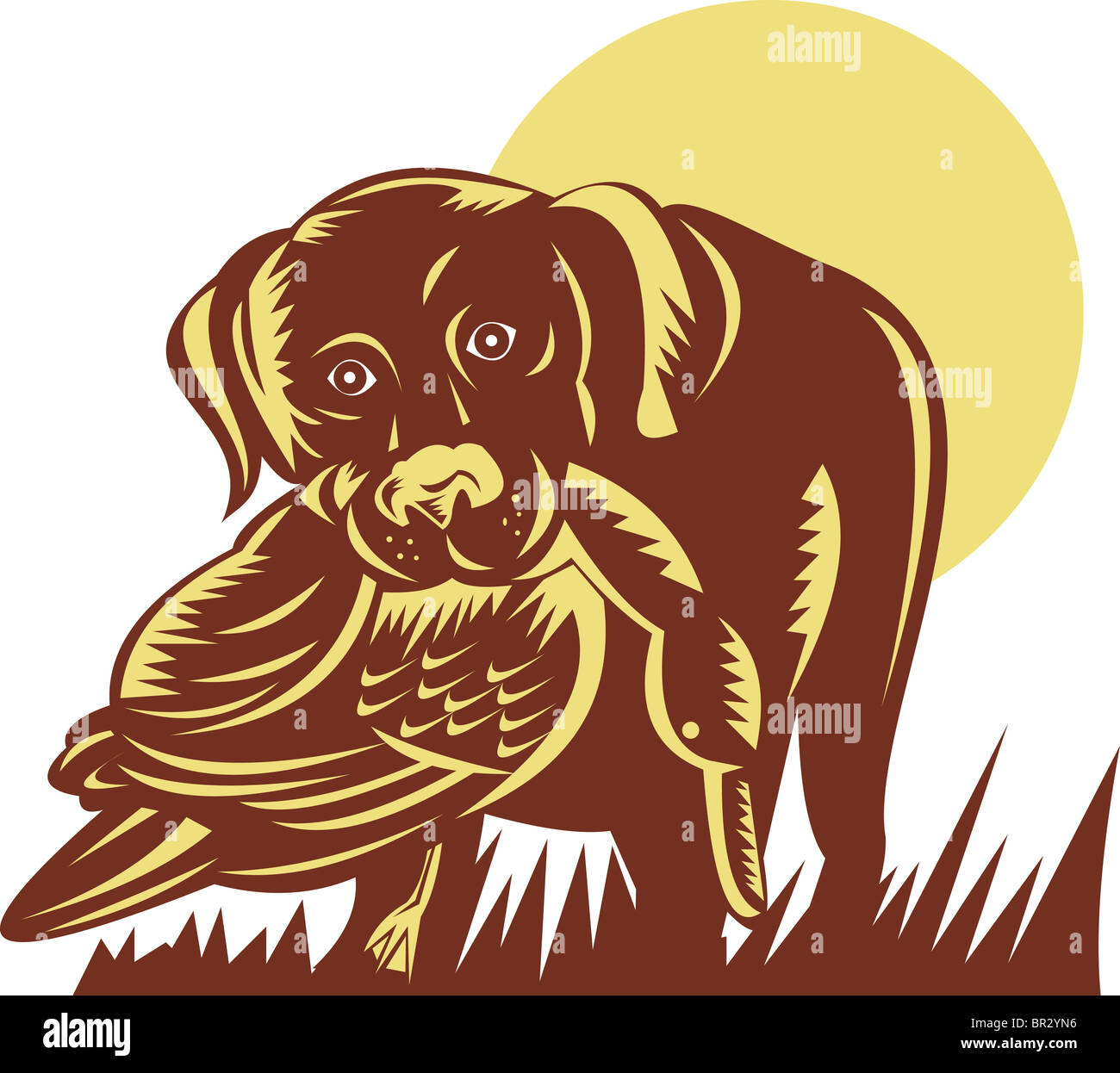 trained retriever gun dog retrieving a duck done in woodcut style Stock ...
