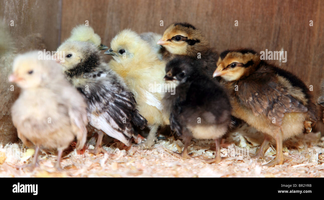 Day-old chicks bred by 15 year-old Klaus Laitenberger, Co. Leitrim, Ireland Stock Photo