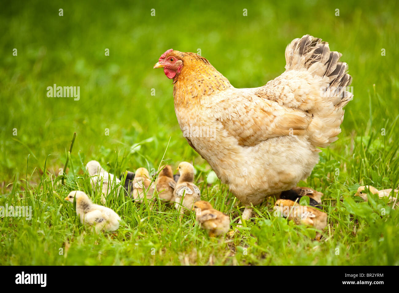 Closeup of a mother chicken with its baby chicks in grass Stock Photo