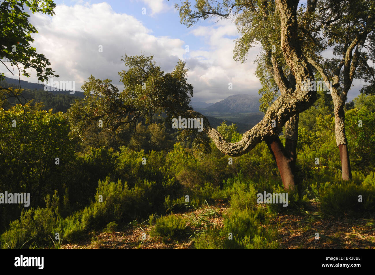 cork oak (Quercus suber), view on Gibraltar, Spain, Andalusia Stock