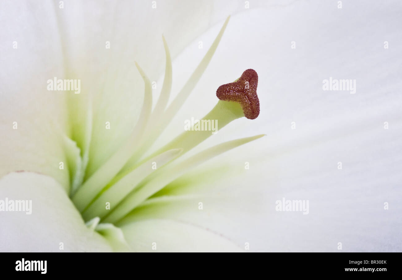 The centre of a lily showing the stigma and stamens of the flower Stock Photo