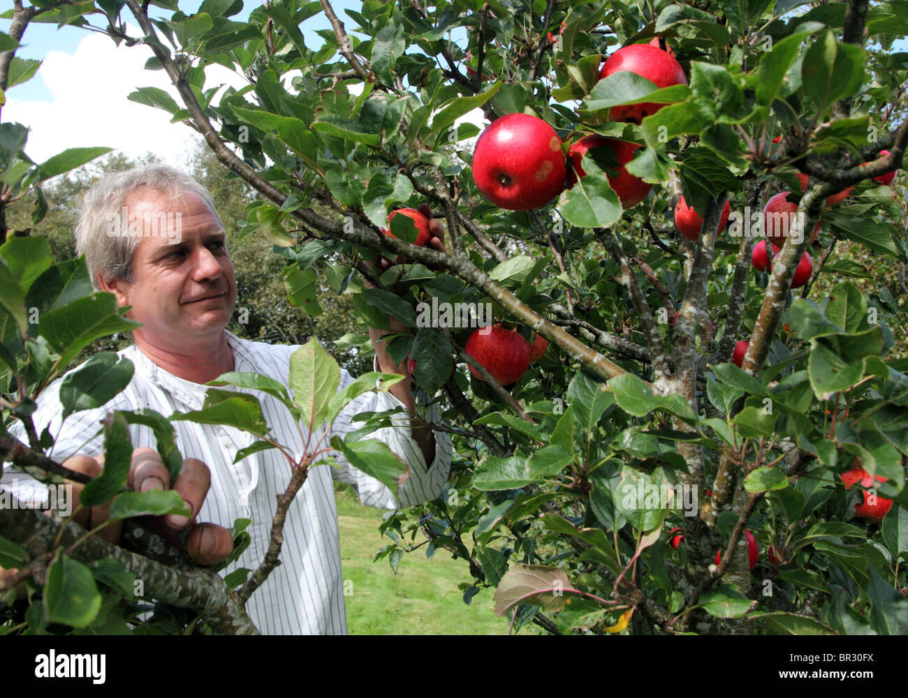 Klaus Laitenberger & apple tree Stock Photo