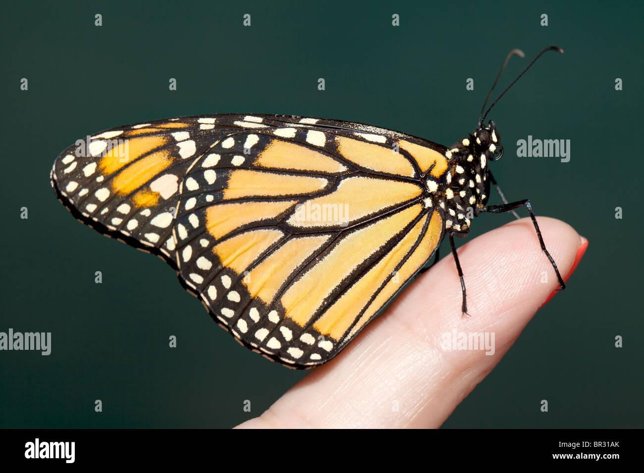 Butterfly Finger High Resolution Stock Photography and Images - Alamy