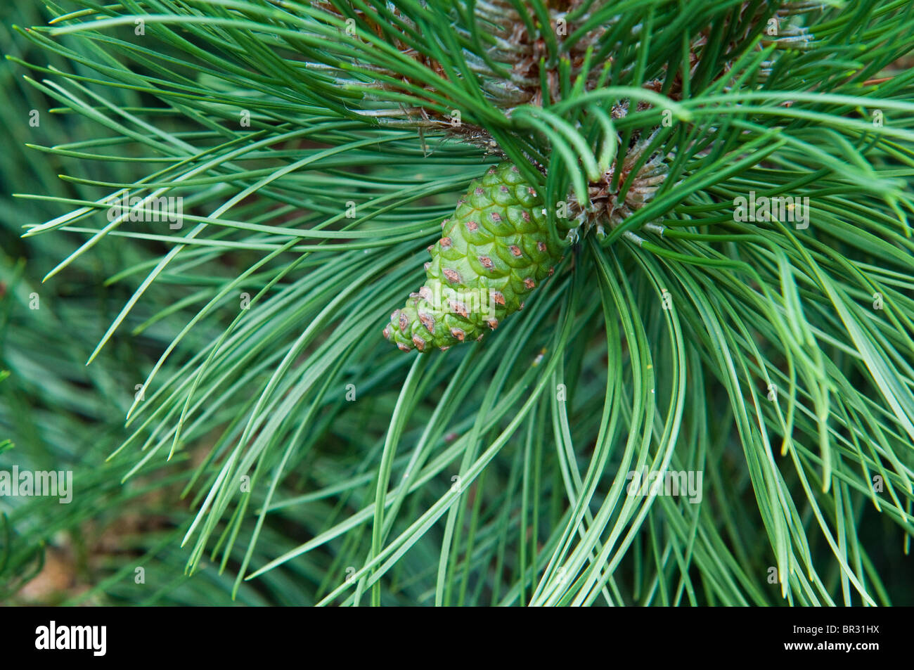 cone hanging on the branch of the pine Stock Photo - Alamy