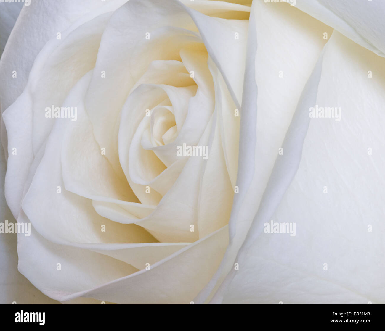 Close up of a white rose Stock Photo