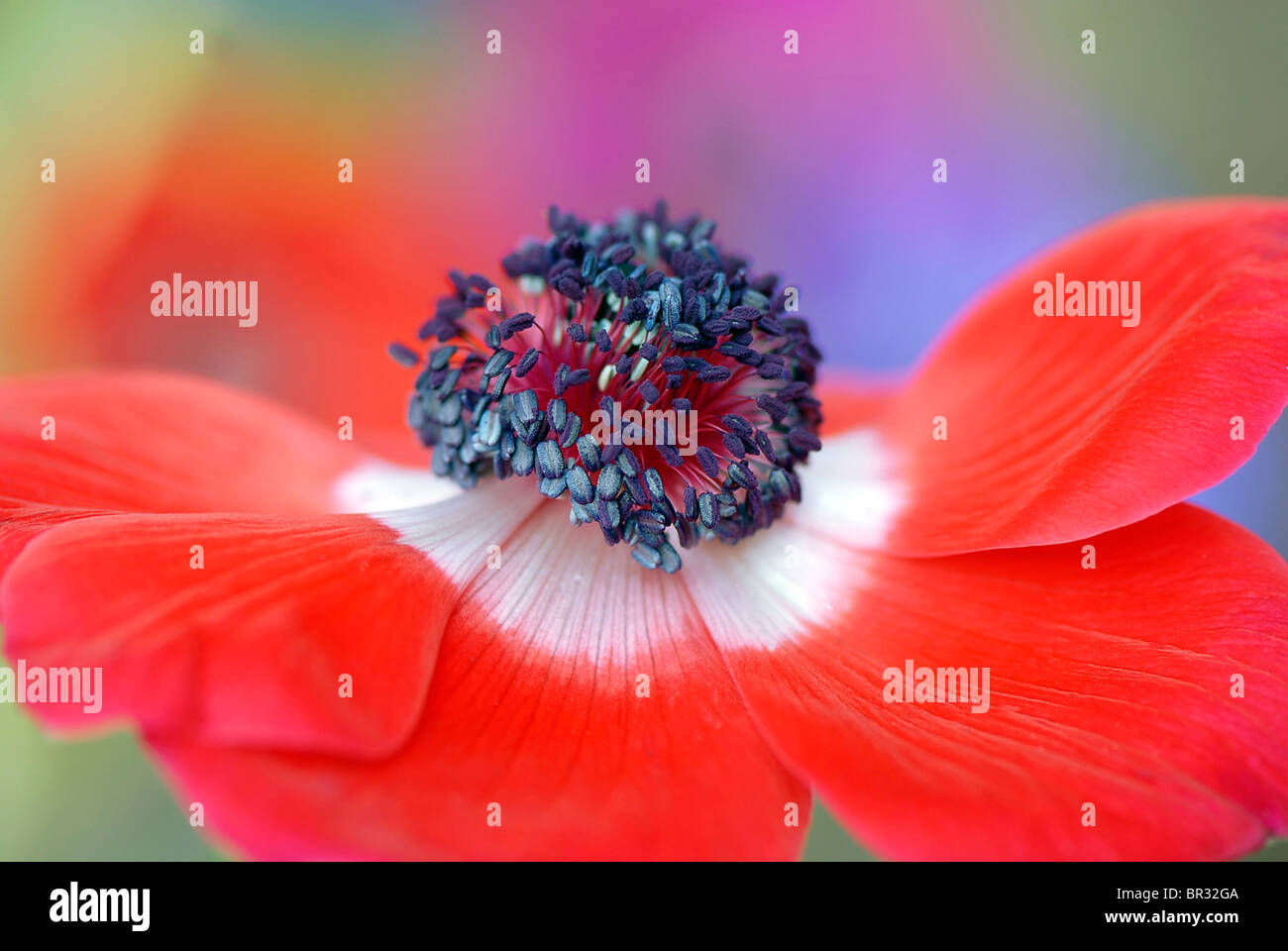A single red & white Anemone flower head, Anemone coronaria de Caen strain - windflower Stock Photo