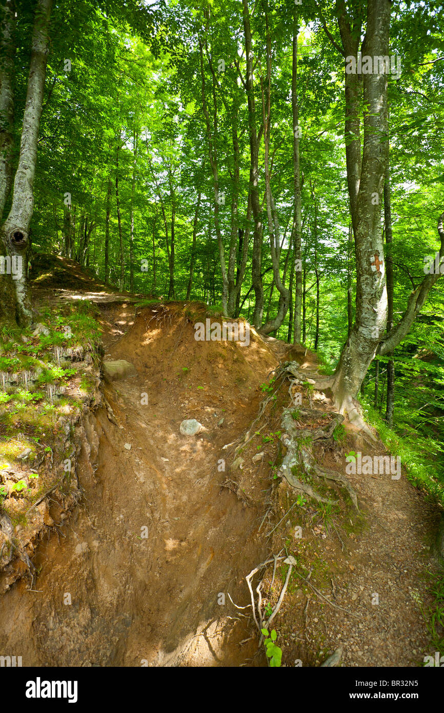 Landscape with birch forest in a summer day Stock Photo - Alamy