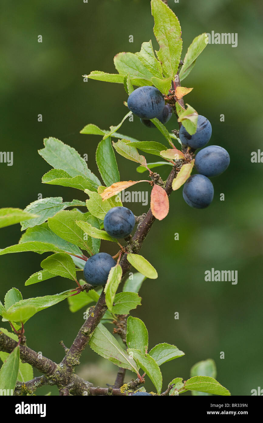 Prunus spinosa. Blackthorn or sloe showing fruit stem and leaves Stock Photo