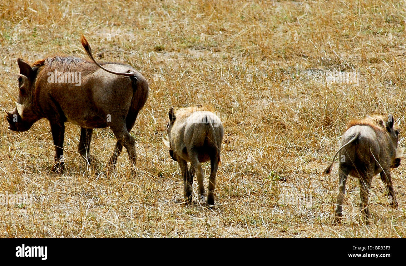 Family of warthogs trot off into the distance Stock Photo