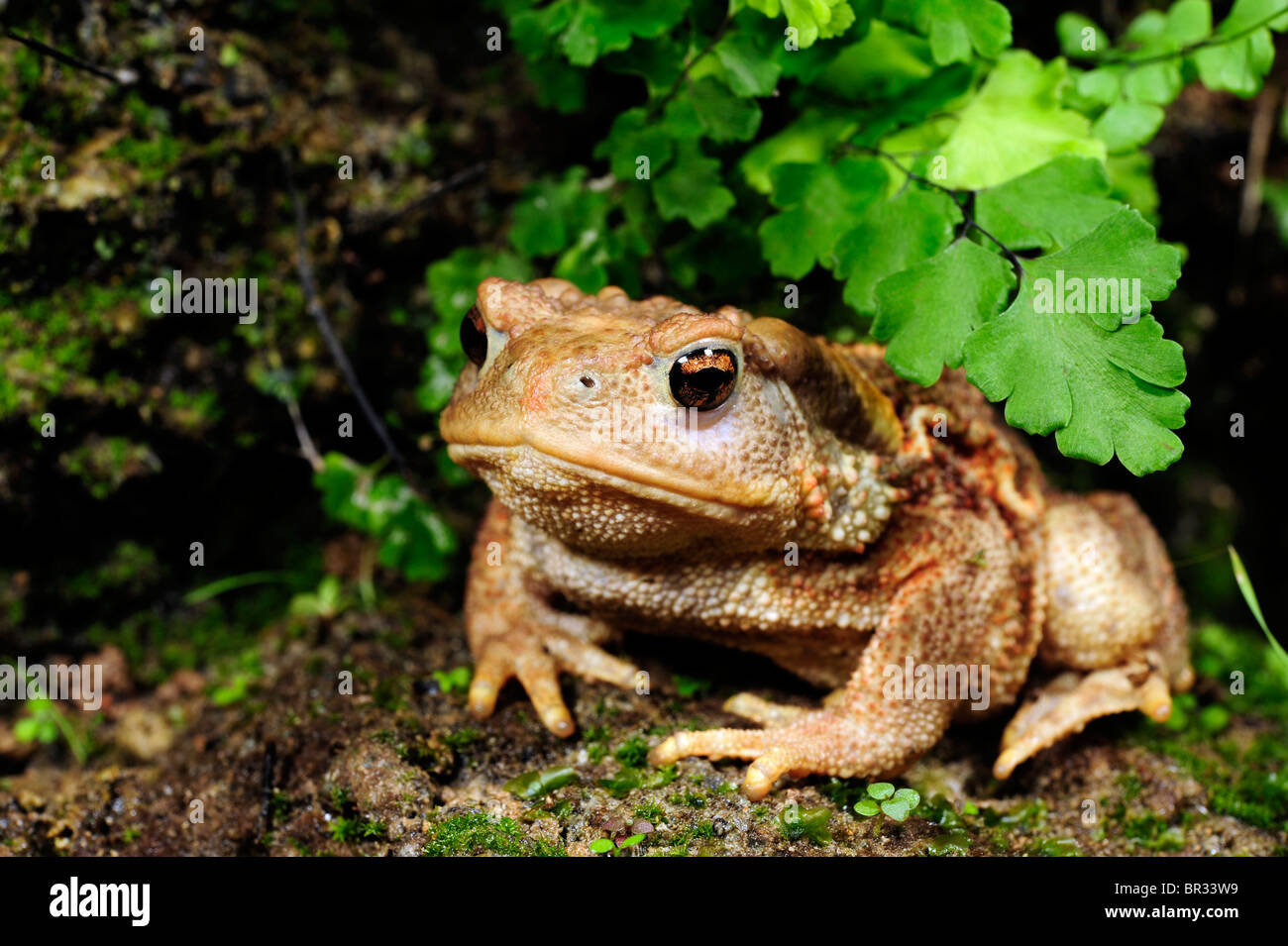 European common toad (Bufo bufo spinosus), juvenile, Greece, Peloponnes Stock Photo