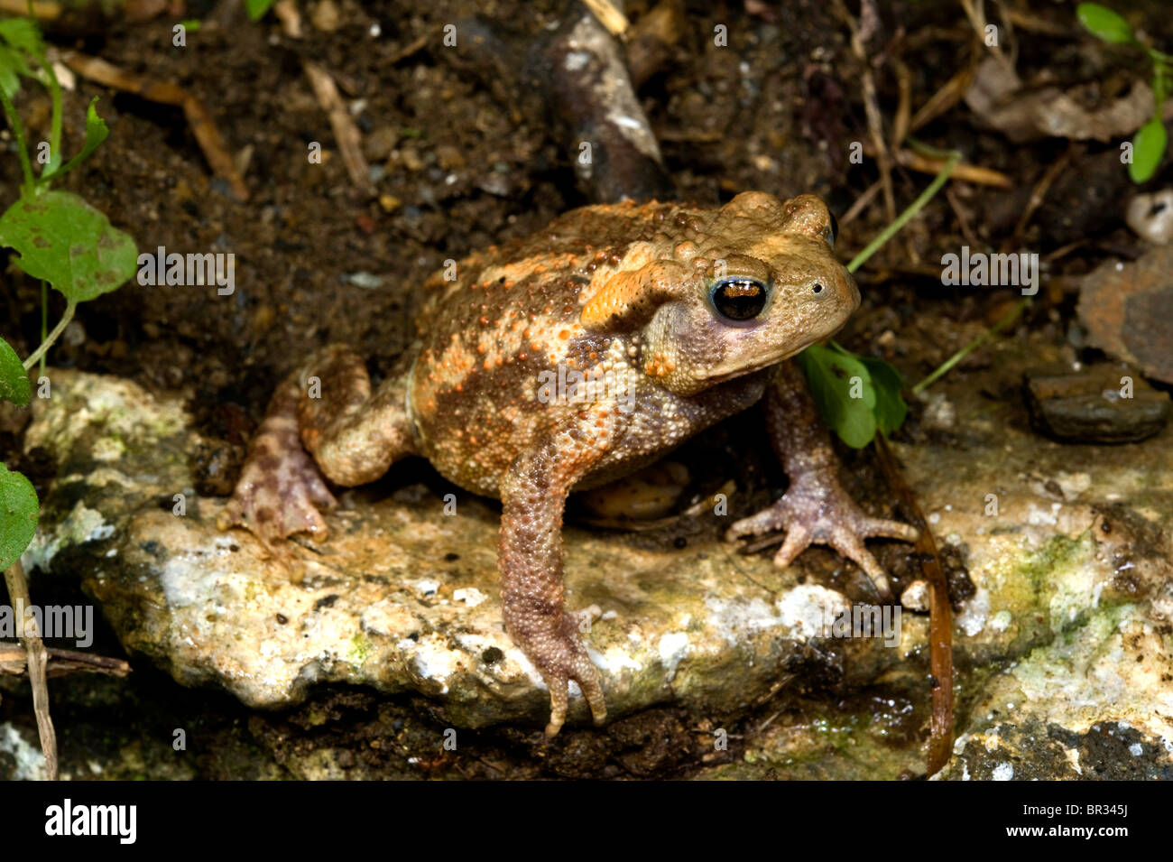 European common toad (Bufo bufo spinosus), juvenile, Greece, Peloponnes, Messinien Stock Photo