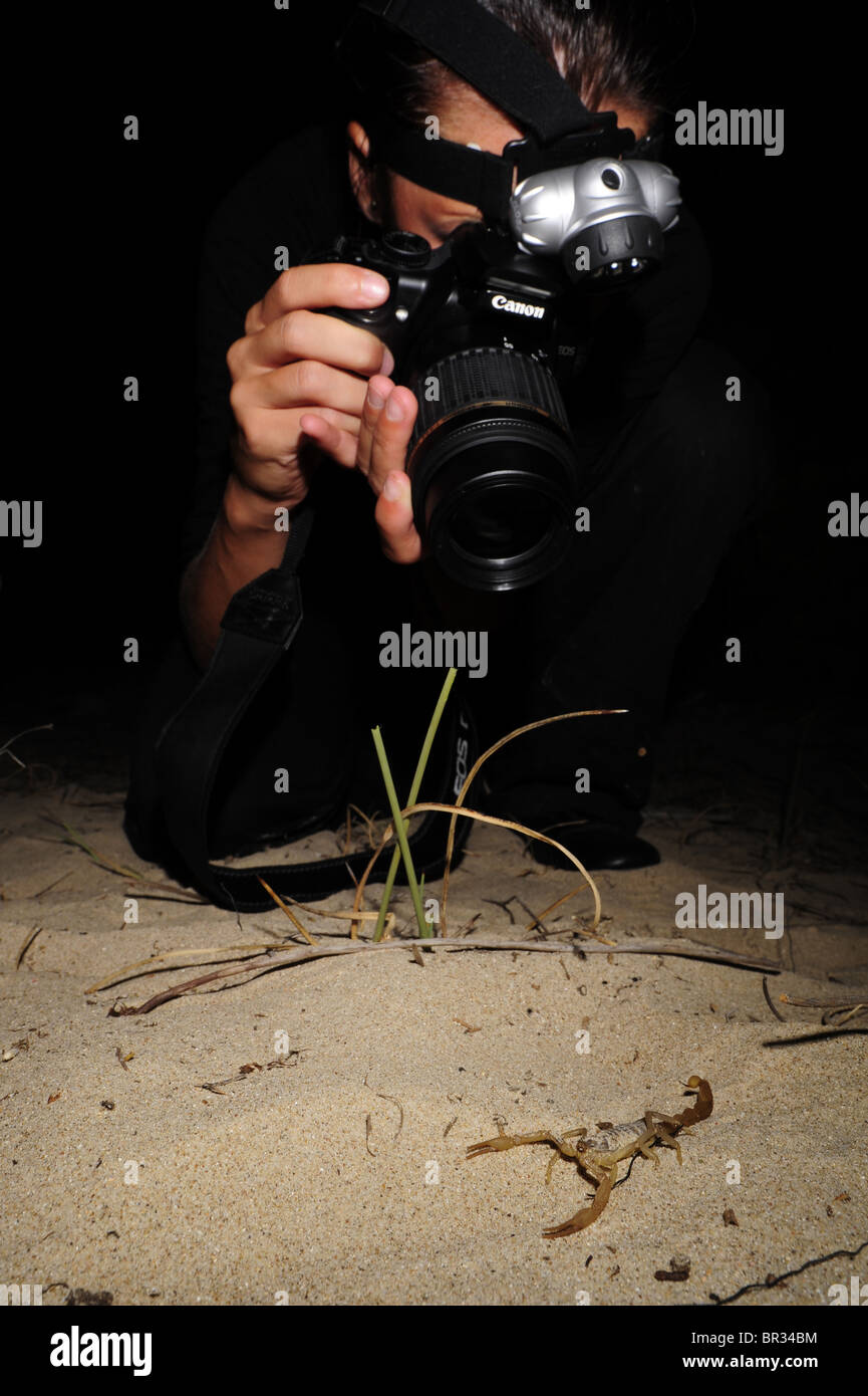 scorpions (Mesobuthus gibbosus), photographer takes pictures of a scorpion at night, Greece, Peloponnes, Messinien Stock Photo