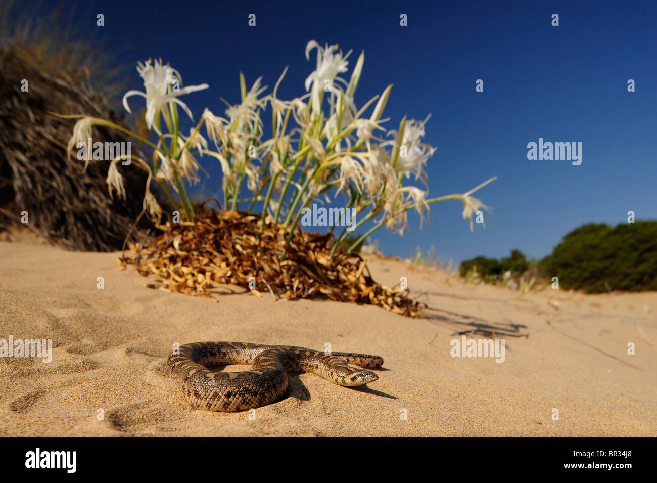 Javelin sand boa (Eryx jaculus), sand boa in a dune with Pancratium maritimum, Greece, Peloponnes, Messinien Stock Photo