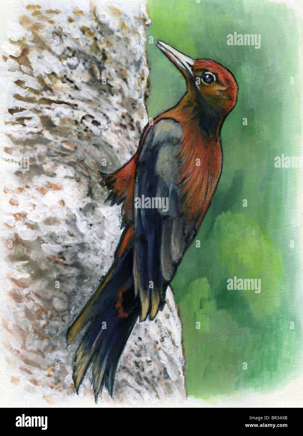 A drawing of an okinawa woodpecker Stock Photo - Alamy