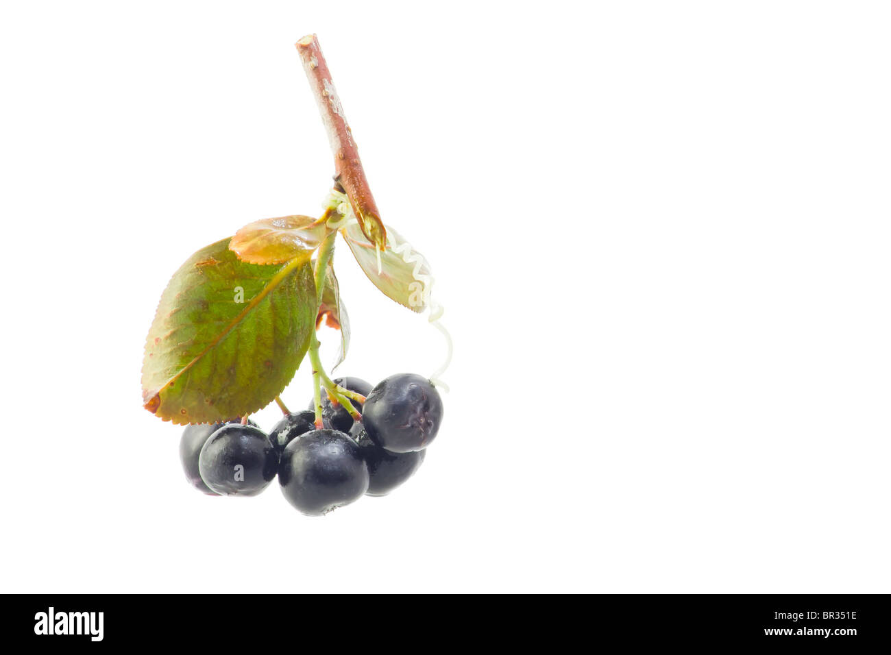 Aronia melanocarpa. Black Chokeberry (Aronia melanocarpa var. melanocarpa), whole fruit and leafs. Stock Photo