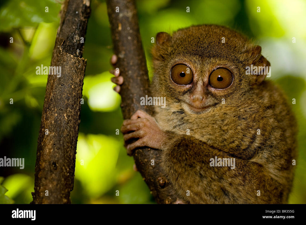 Tarsius pumilus hires stock photography and images Alamy