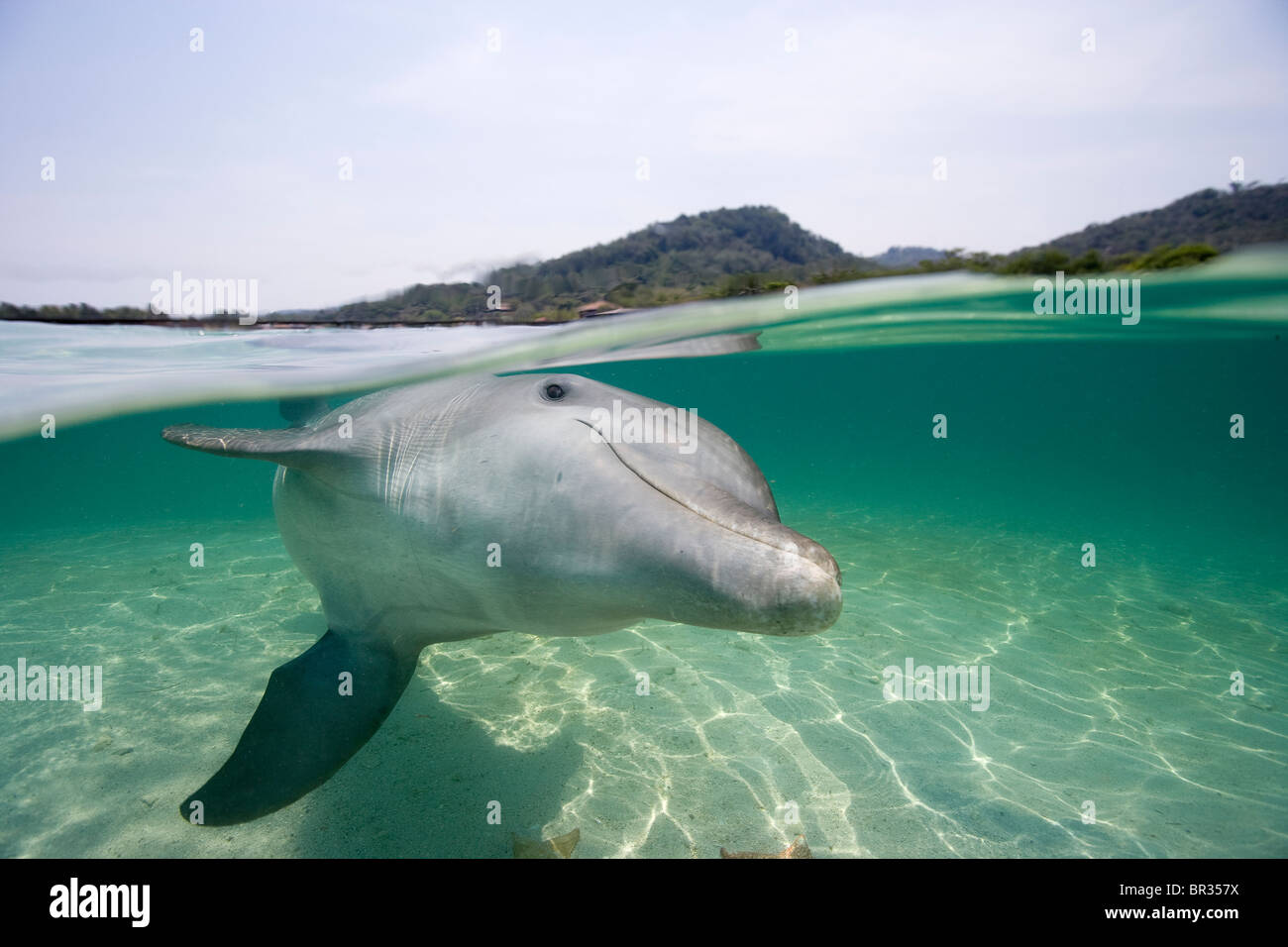 Atlantic bottlenose dolphin (Tursiops truncatus), Roatan, Honduras Stock Photo