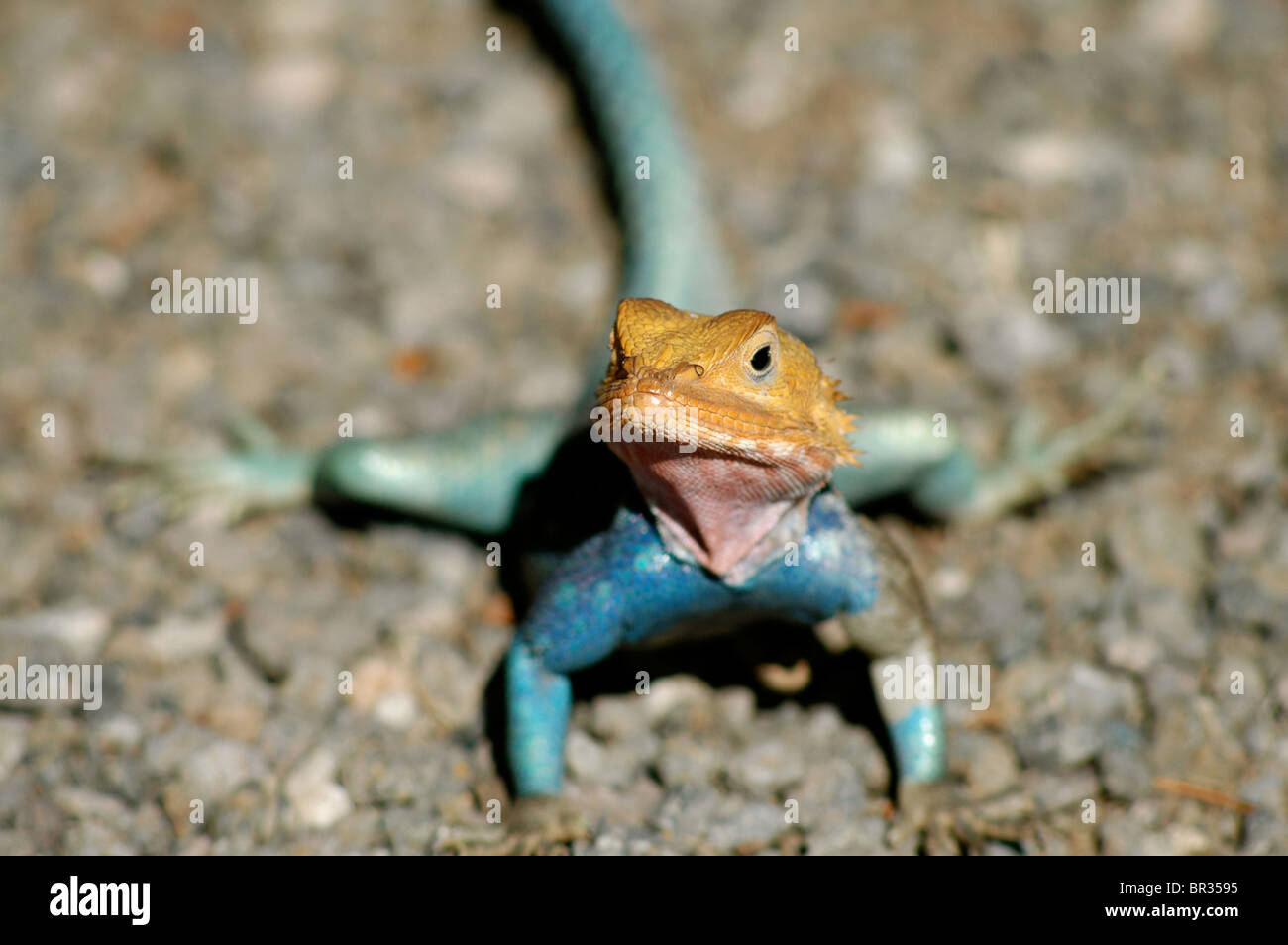 African lizard or gekko with orange, blue and green markings on pebbles Stock Photo