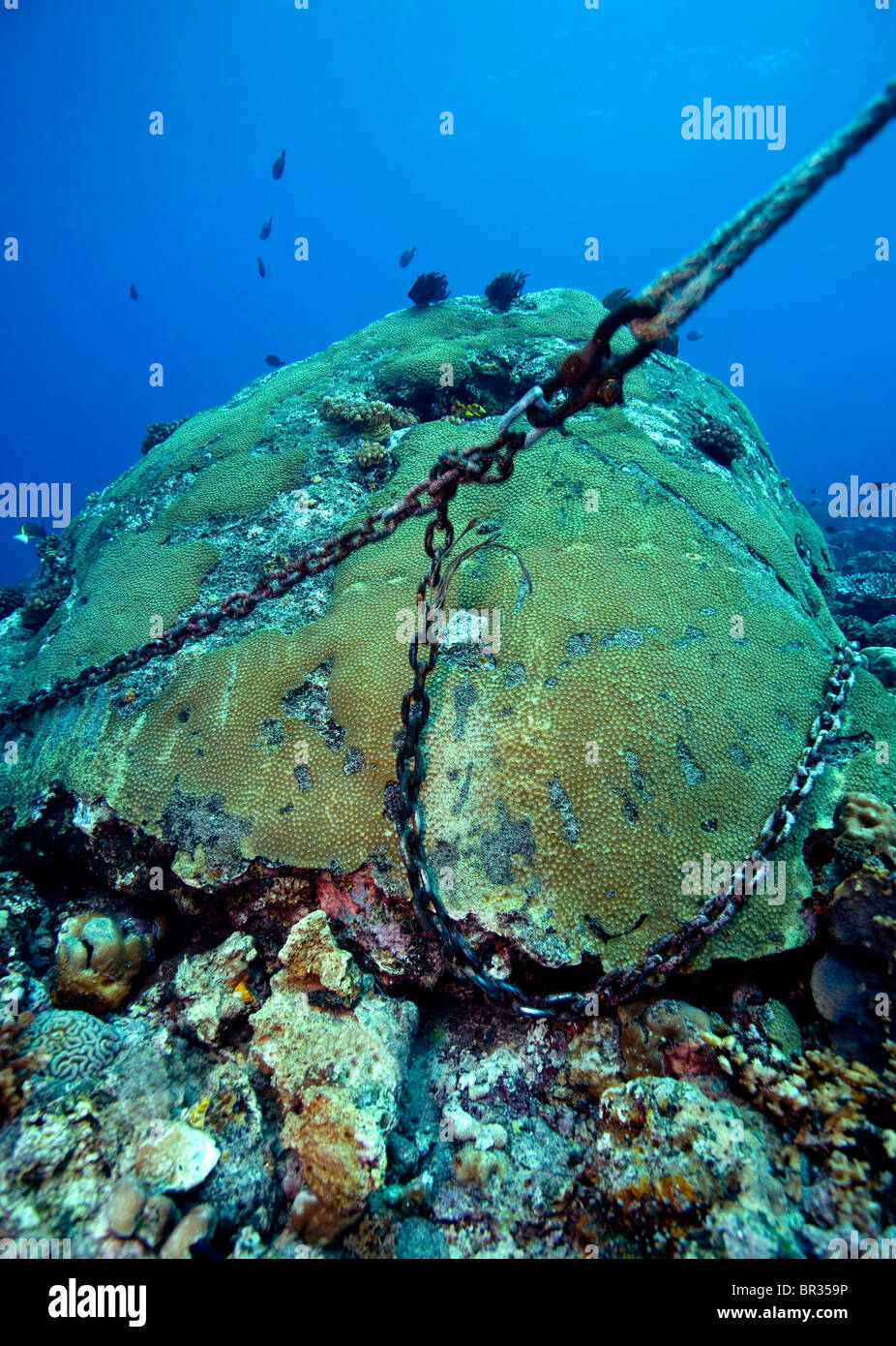 Anchor or mooring line on live Star coral (Diploastrea heliopora), New Britain, Papua New Guinea Stock Photo