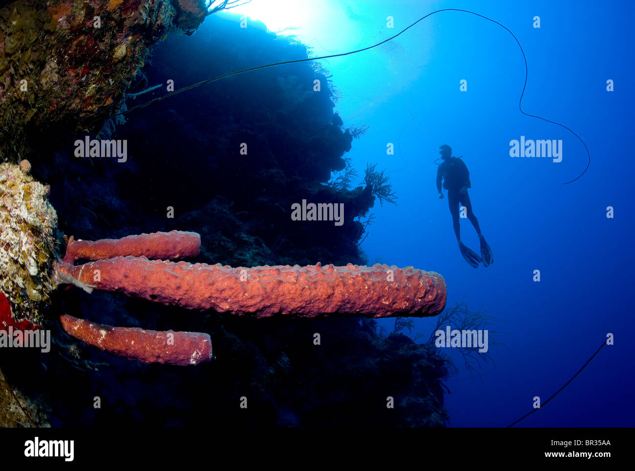 Male scuba diver, Grand Turk, Turks and Caicos. Stock Photo