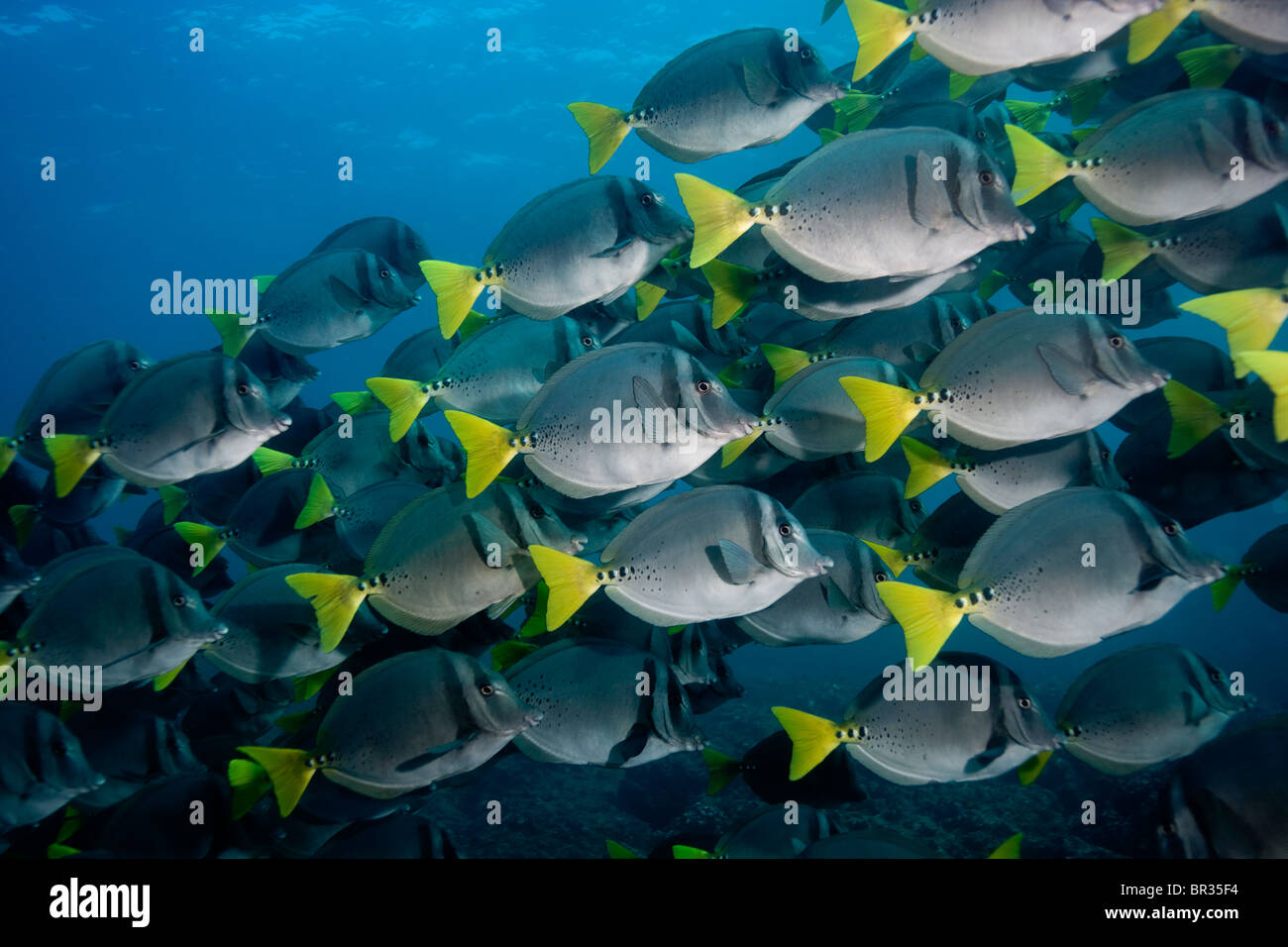 School of Razor surgeonfish (Prionurus laticlavius), Galapagos Islands Stock Photo