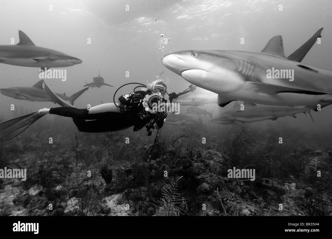 Caribbean reef sharks, Carcharhinus perezi and  underwater photographer, New Providence, Bahamas Stock Photo