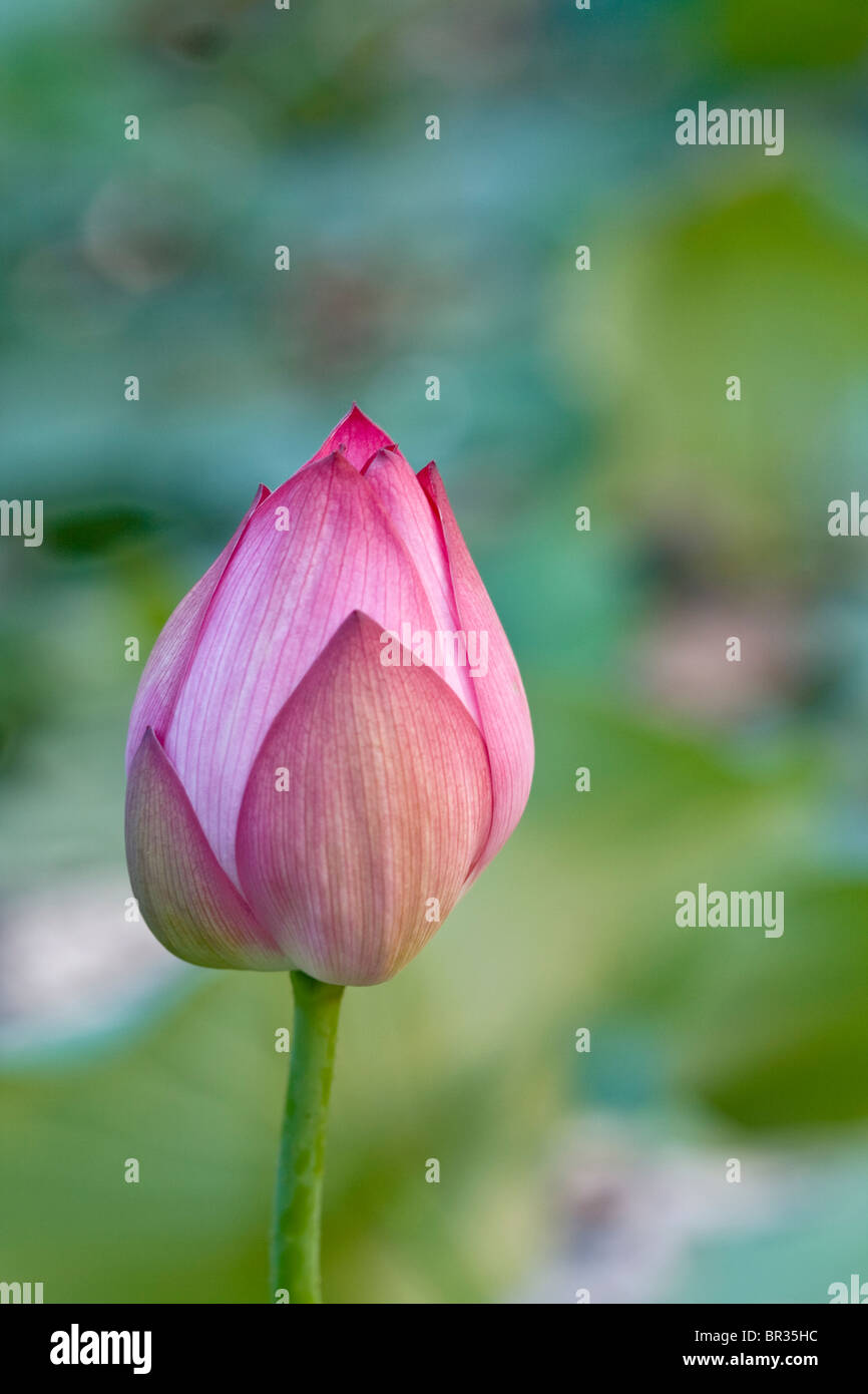 Closed lotus flower hires stock photography and images Alamy