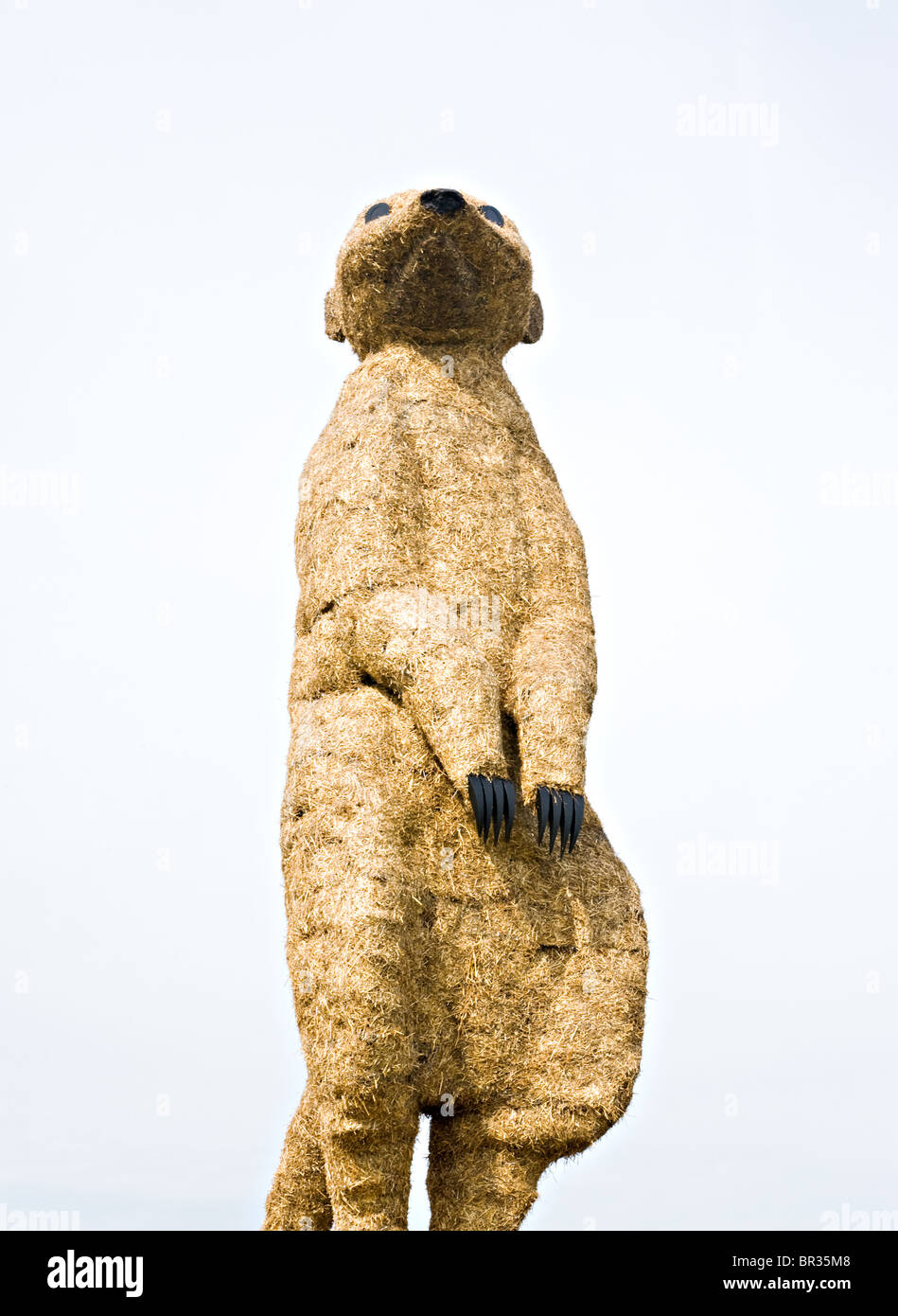 Statue of a Meerkat Sculpture at Snugburys Ice Cream Parlour near Nantwich Cheshire England United Kingdom UK Stock Photo