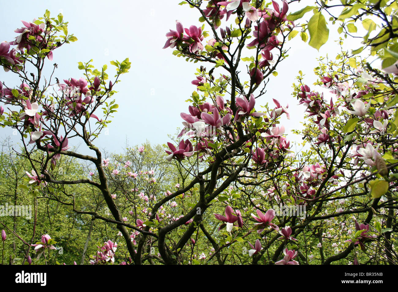 Pink Magnolia on tree Stock Photo - Alamy