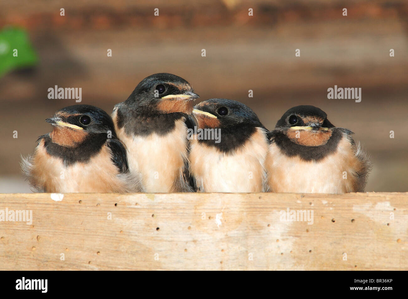 Four fledgling swallows waiting to be fed. Dorset, UK August 2010 Stock Photo