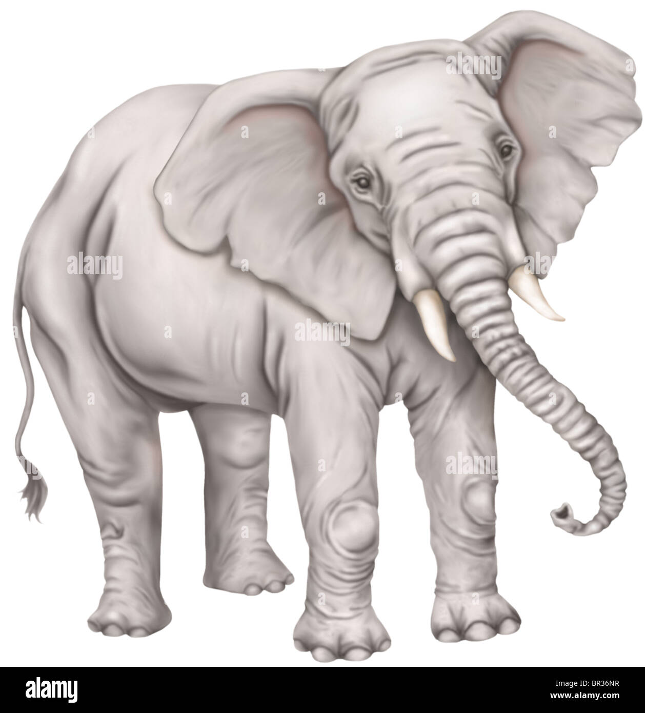 The elephant is the largest living land mammal Stock Photo