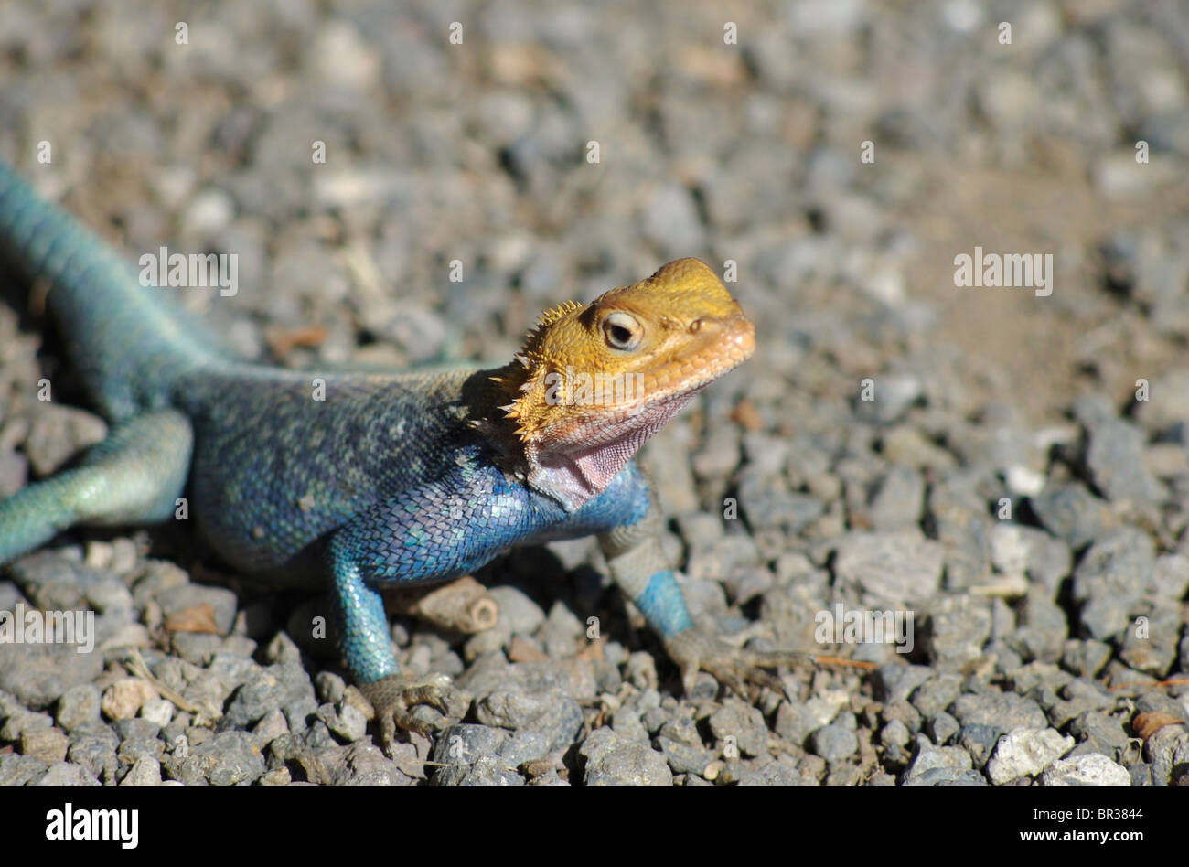 African lizard or gekko Stock Photo