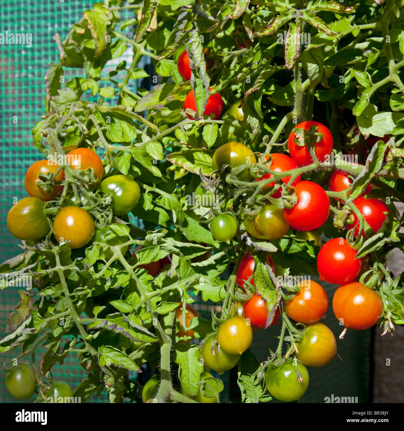 Plant of of red ripe and green unripe tomatoes Stock Photo