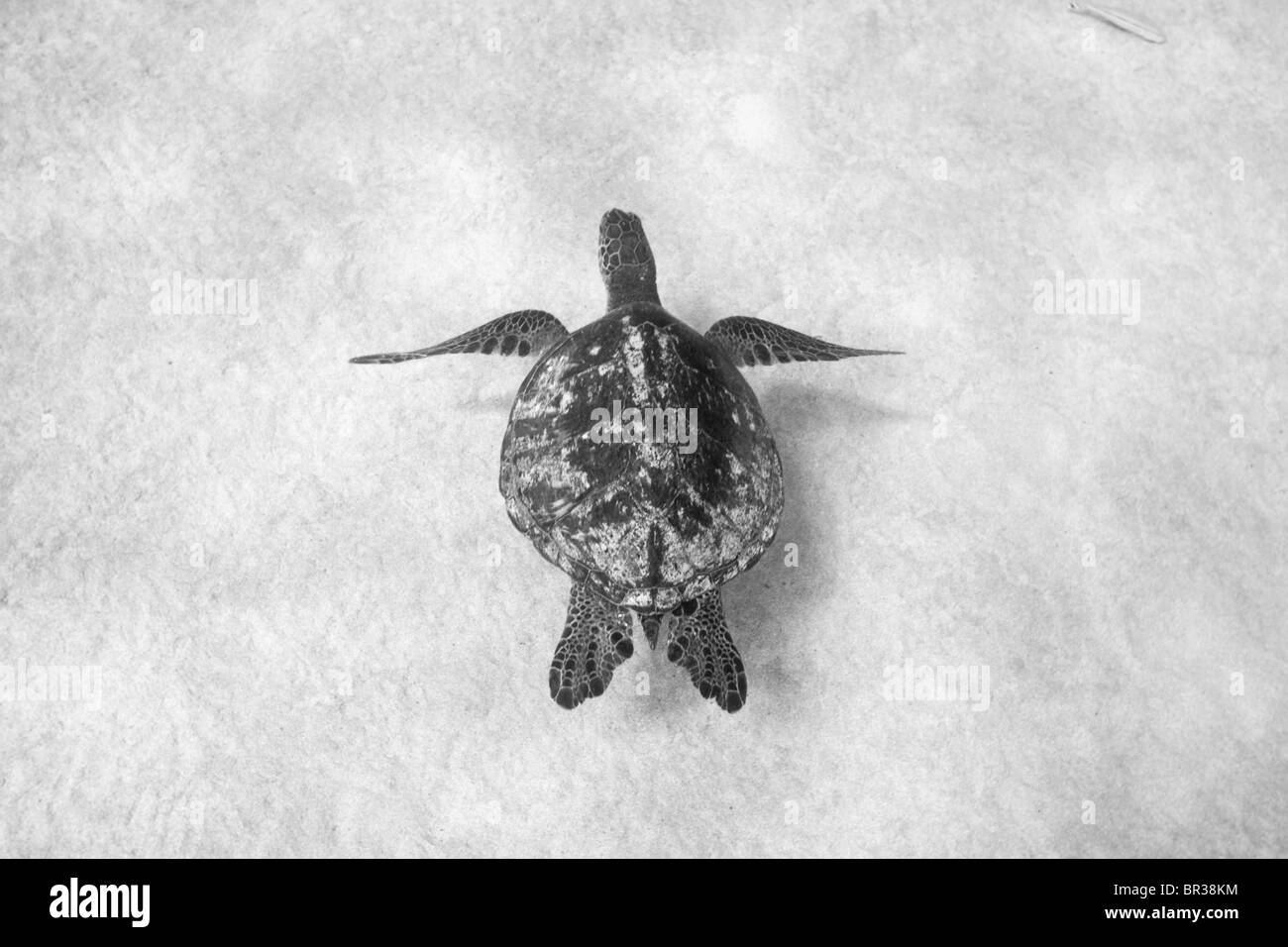 https://c8.alamy.com/comp/BR38KM/hawaiian-sea-turtle-BR38KM.jpg