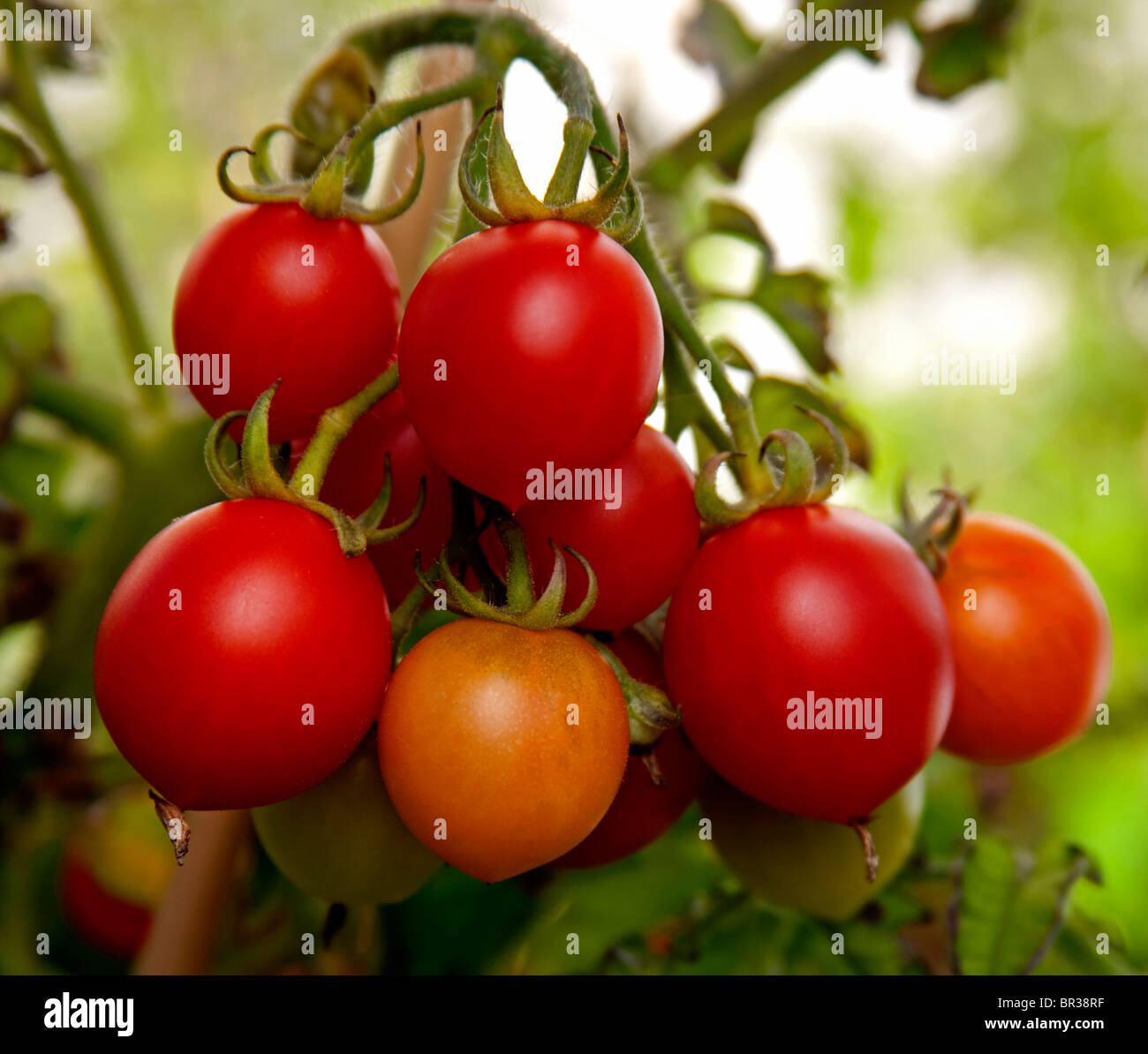 bunch of red ripe tomatoes Stock Photo