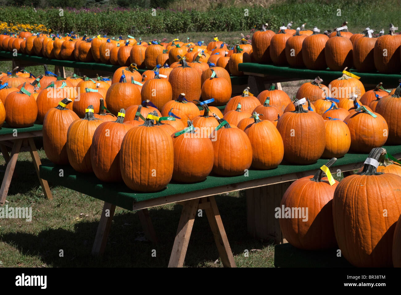 Pumpkins on display USA Stock Photo - Alamy