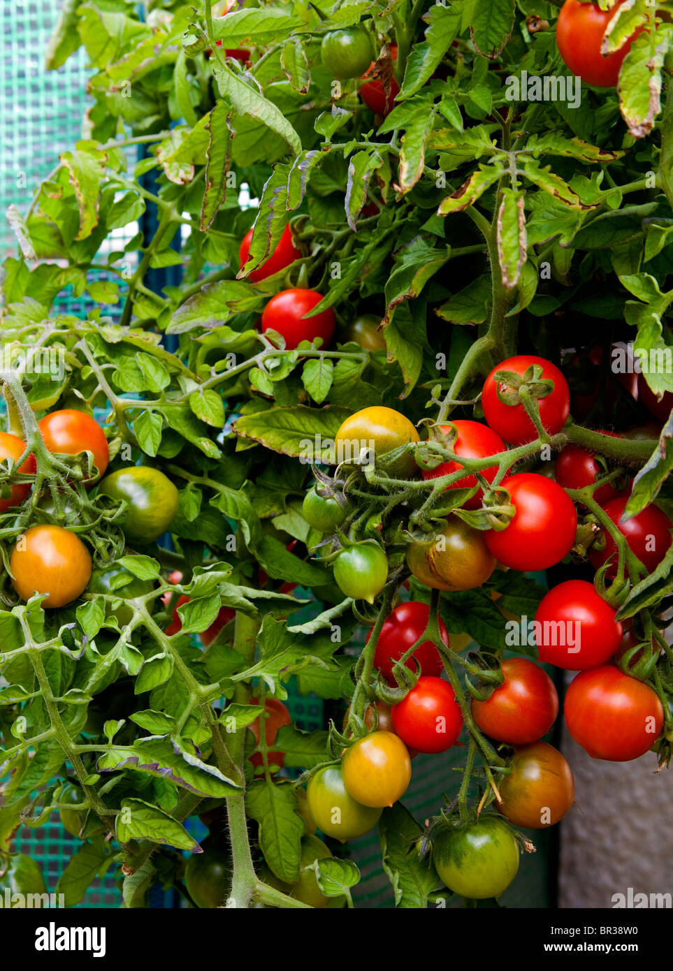 Plant of of red ripe and green unripe tomatoes Stock Photo