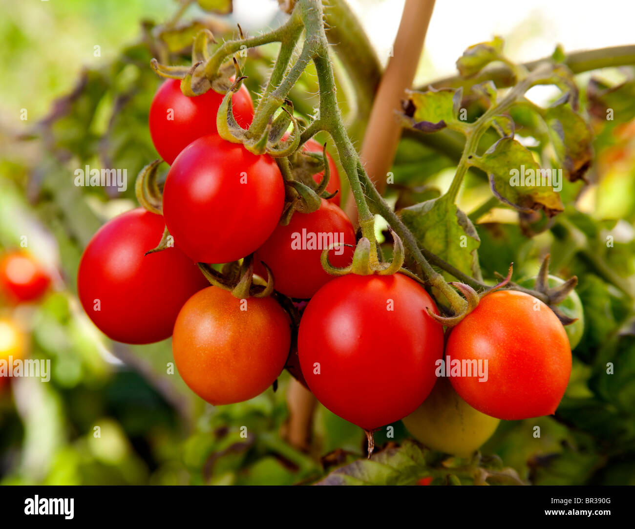 bunch of red ripe tomatoes Stock Photo
