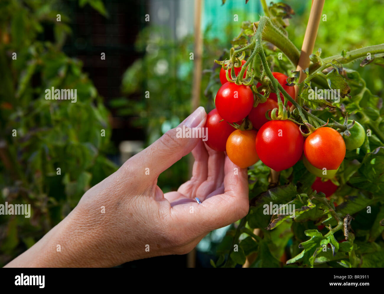 Female hand holding red ripe tomato Stock Photo