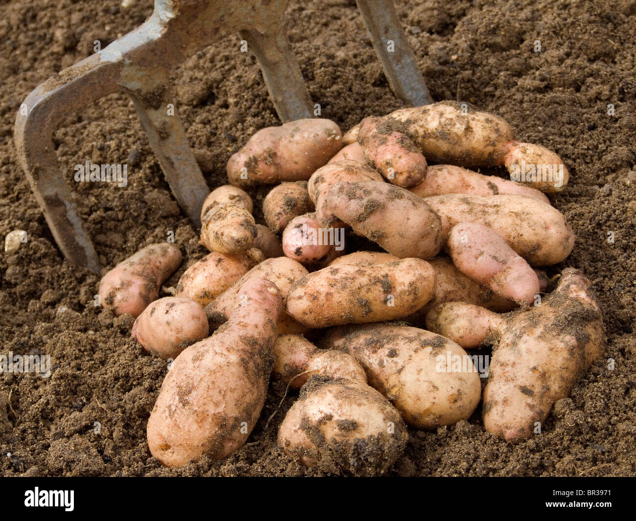 Home grown Pink Fir Apple potatoes  just after being dug and displayed nest to a garden fork Stock Photo