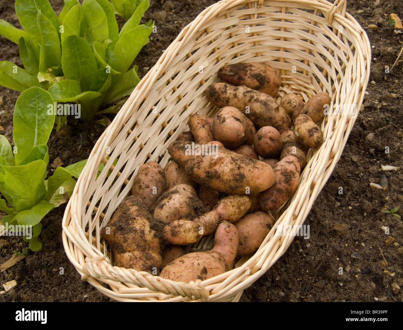 Home grown Pink Fir Apple potatoes  just after being dug and displayed in a small wicker basket Stock Photo