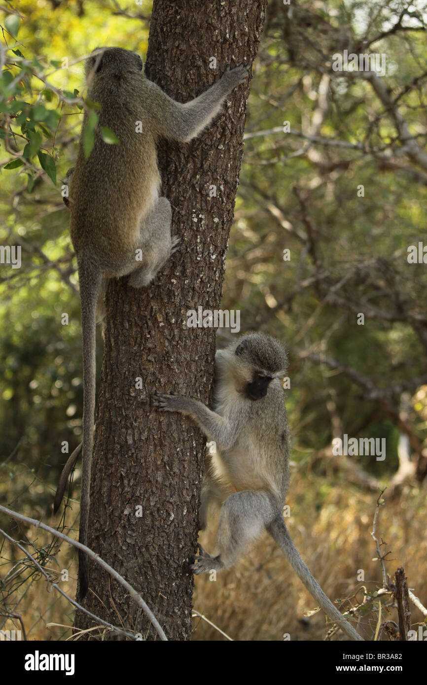 Two Young Vervet Monkeys Climbing Tree Stock Photo Alamy
