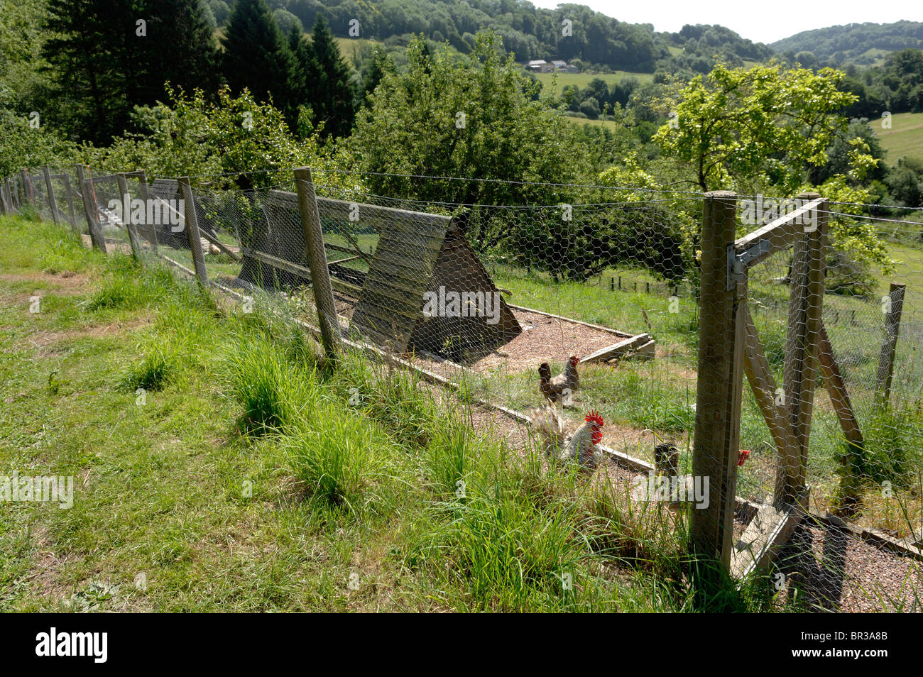 Pictureque domestic chicken runs and houses in a rural setting, Devon Stock Photo