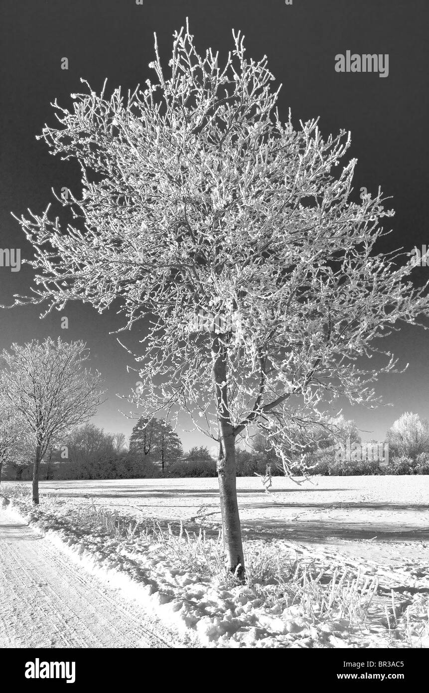 Winter sun landscape Black and White Stock Photos & Images - Alamy