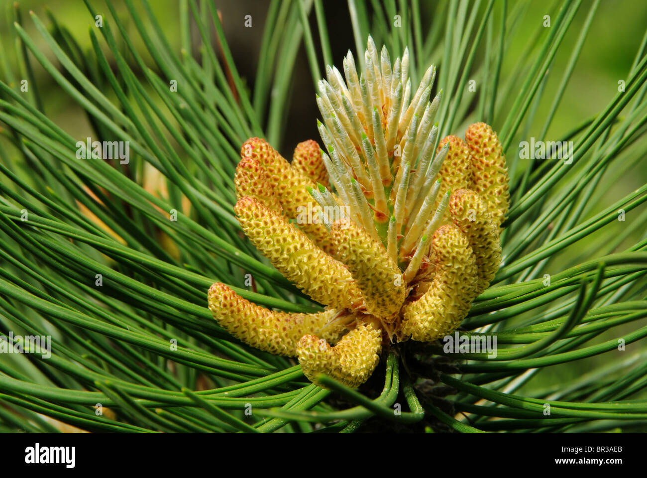 Kieferzweig - pine twig 06 Stock Photo