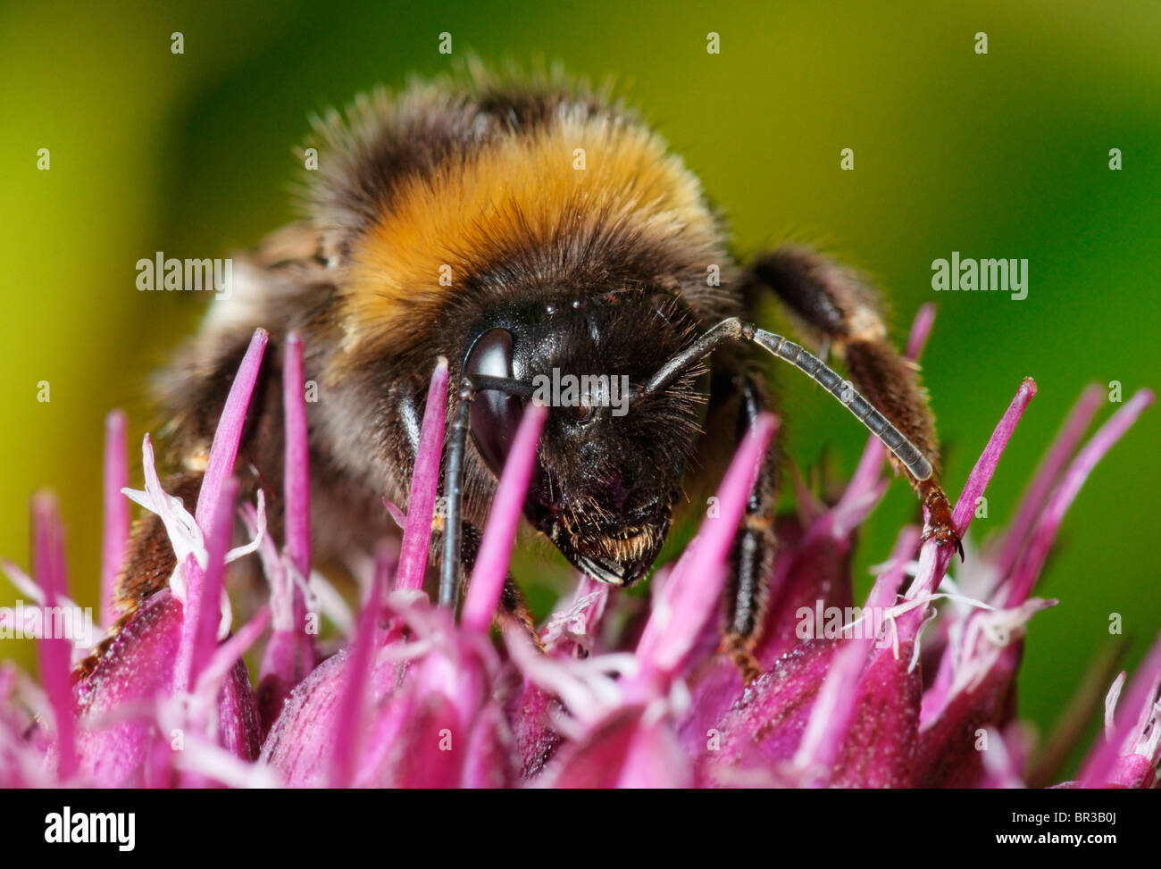 Bumblebee feeding on an Alium flower. Possibly Bombus terrestris, a Buff-tailed Bumblebee. Stock Photo